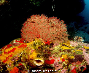 jervis bay coral by Andre Rhonnie 